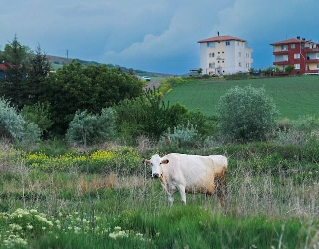 krowa na polu i szambo